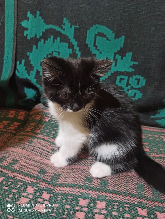 Отдам котят в хорошие руки.