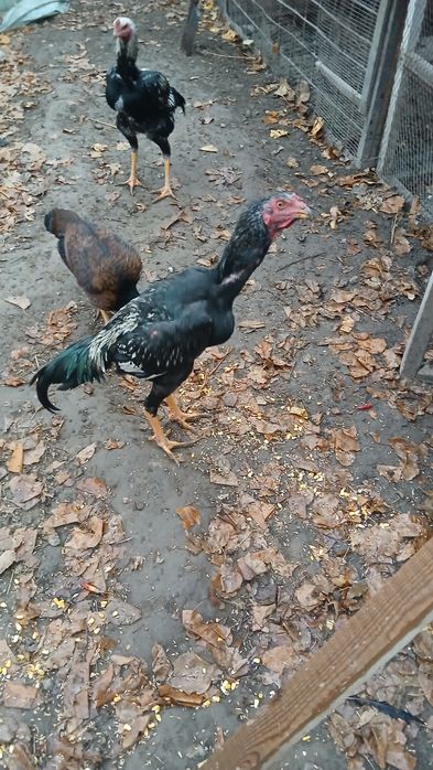 Ёш Дакан хурозлар