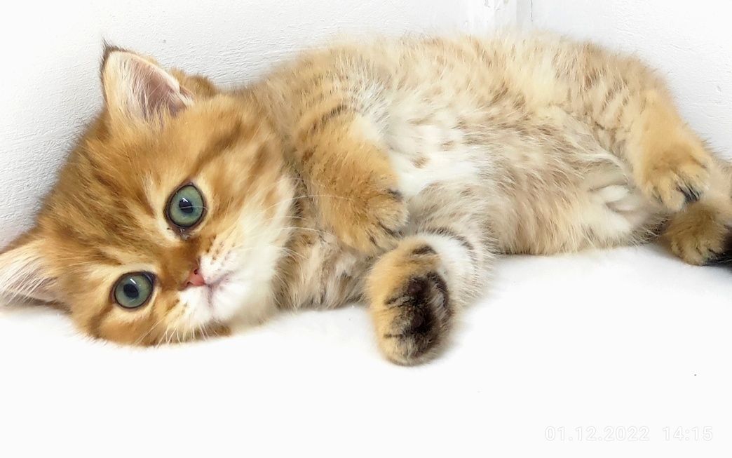 Кошечка и котик британские