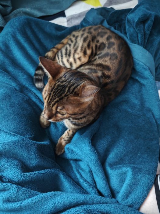 Бенгальский котик