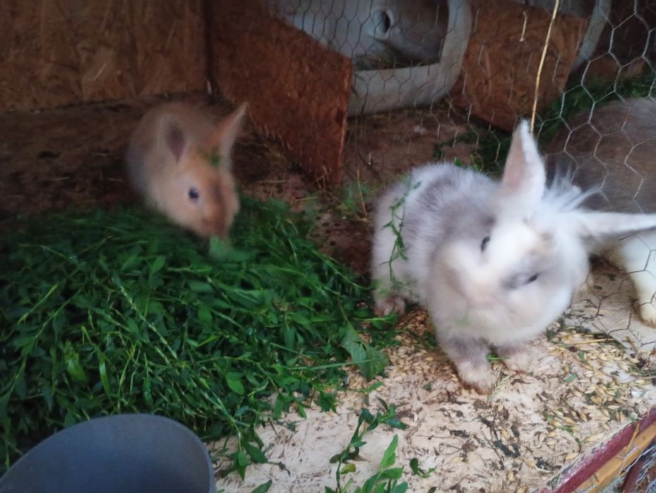 De vânzare detalii in privat. Județul Suceava