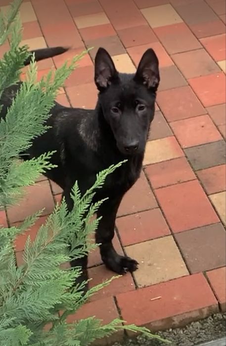 Ciobanesc belgian malinois