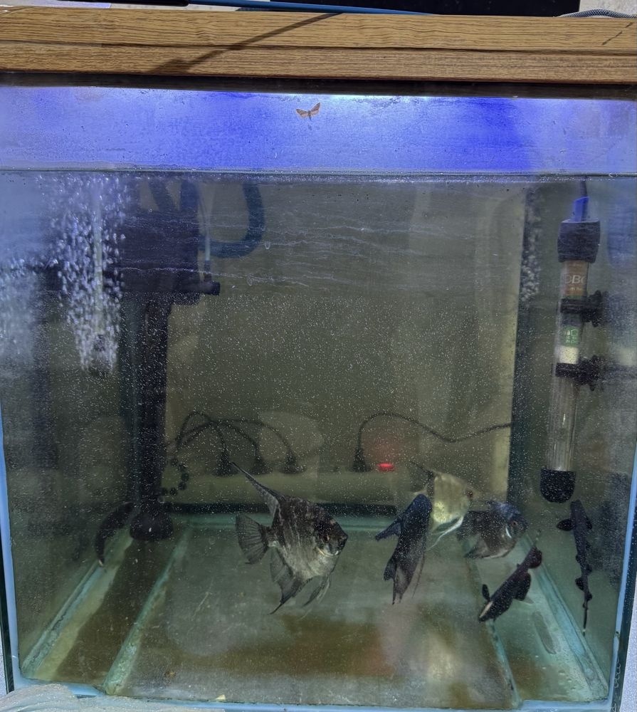 Akvarium 150 yoki 120 litr bolishi kerak filtir grelka kislarod ichida