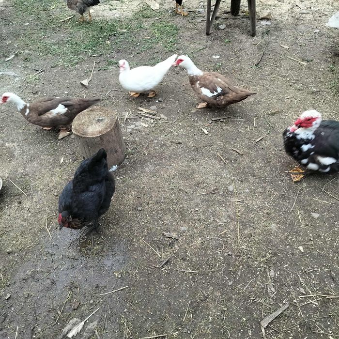 Rațe mute, găinușe