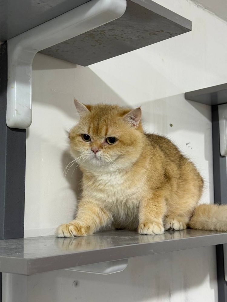 Золатой шиншила кот
