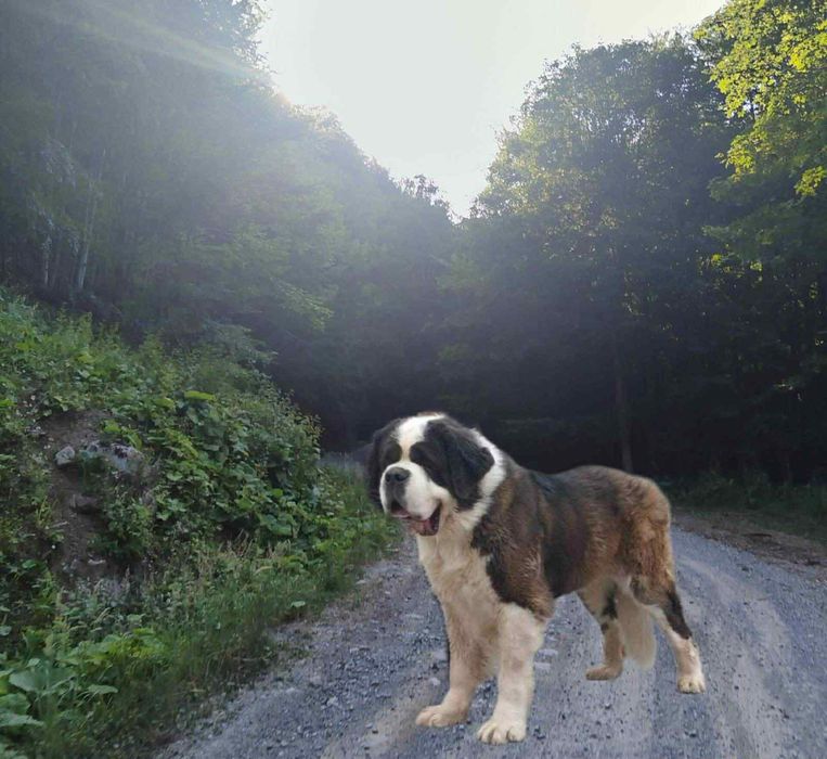 Продава се куче Самбернар