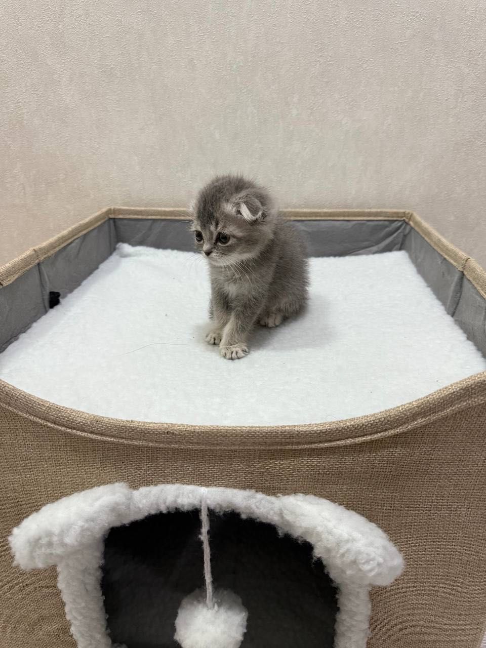 Продам породистых котят