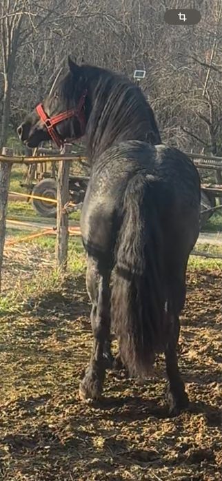 Disponibil armasar de 6 ani