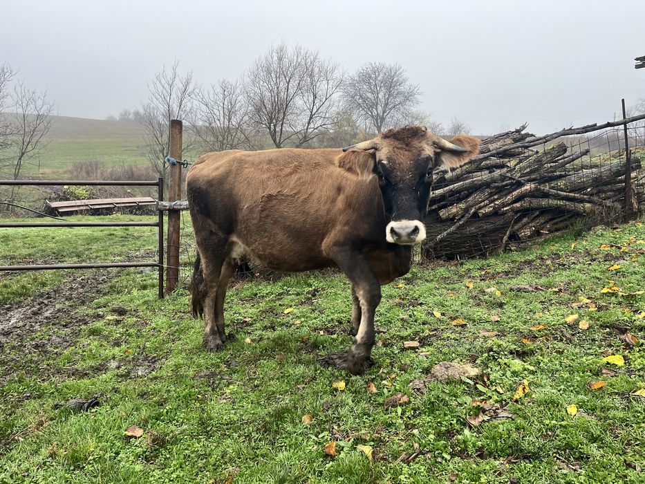 Vand junica gestanta