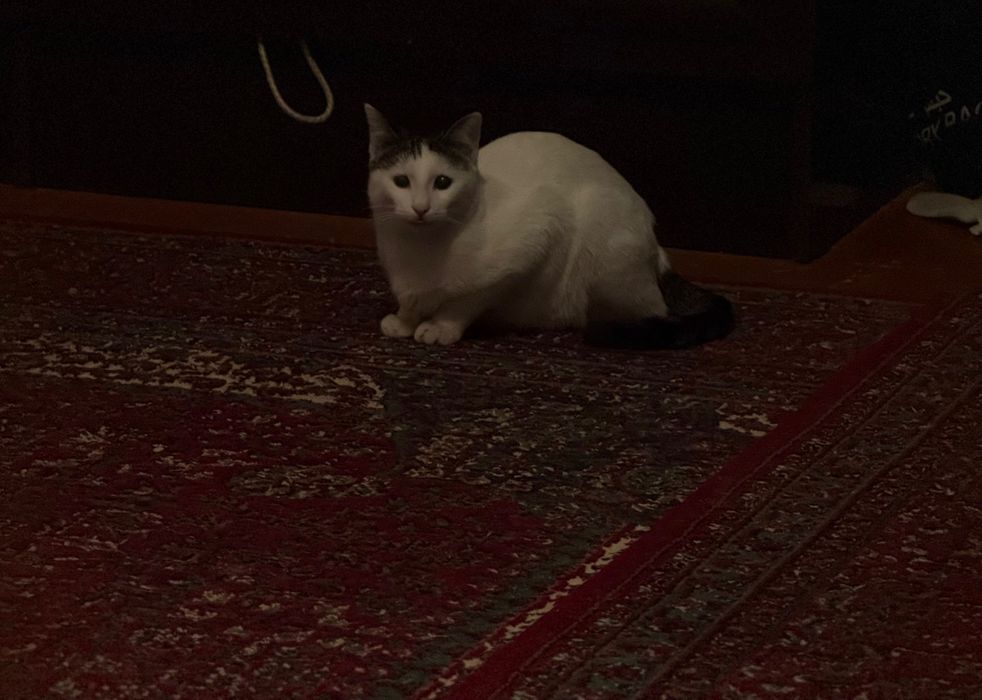 Отдам кота в добрые руки