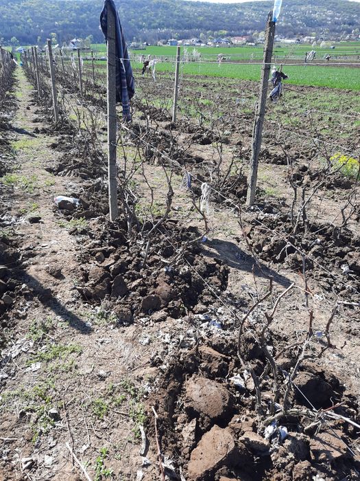 Vând vie tânără Traian