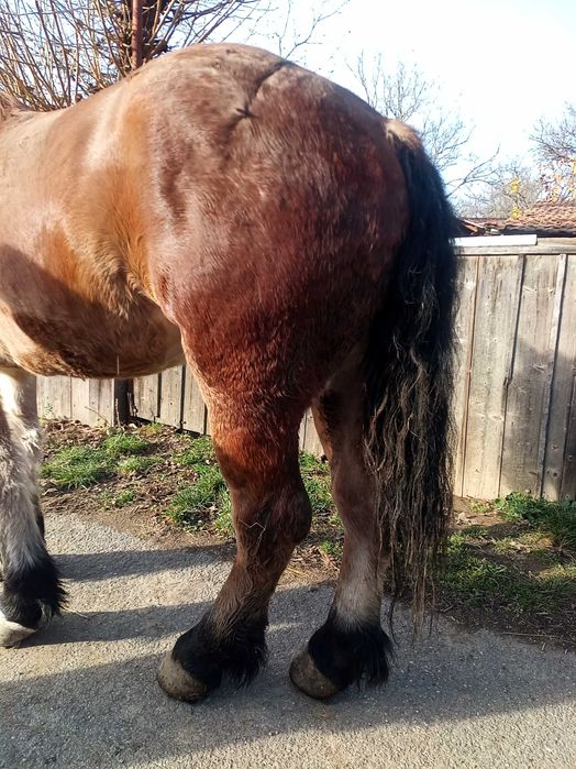 Cal de 3 ani Boghis Sālaj