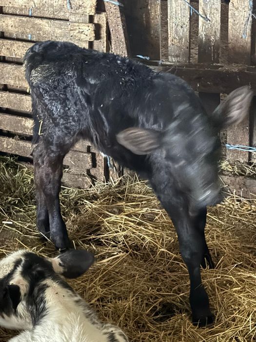 Vitei de rasa Angus si Baltat cu Rosu