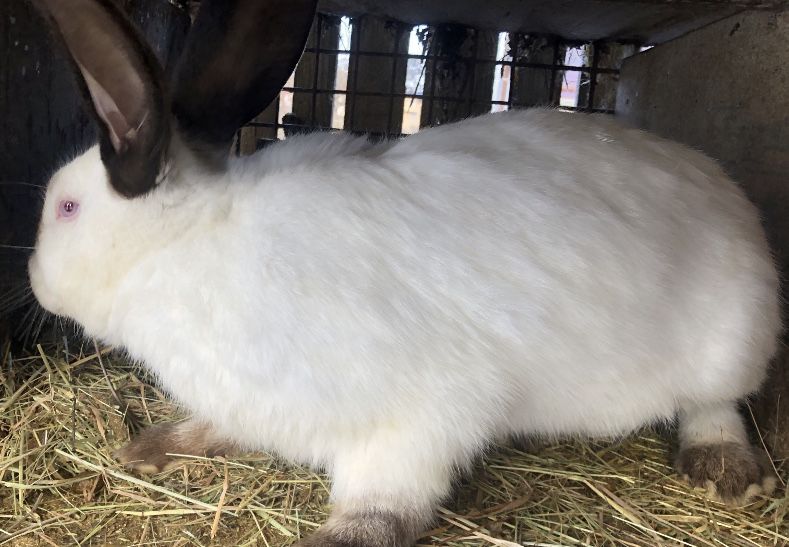 Iepuri  californieni  mari uriasi