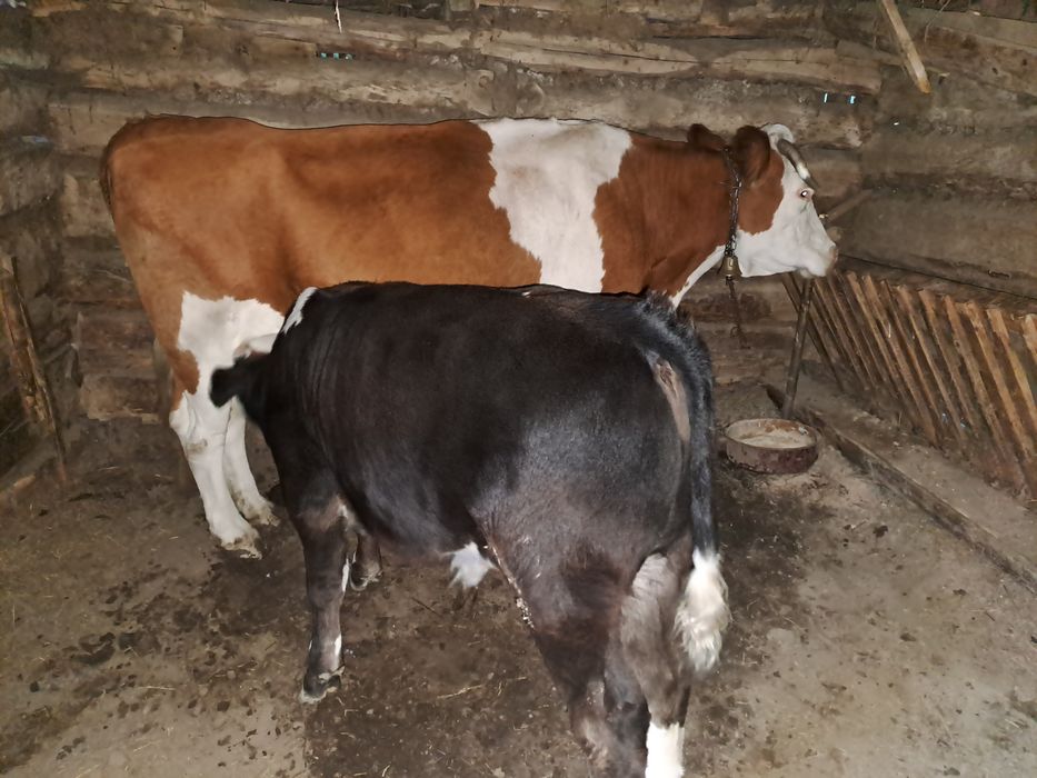 Vând 2 vaci și 4 viței!