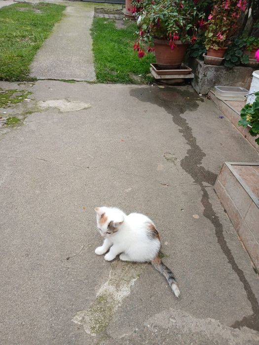 Donez pisicute si motănei