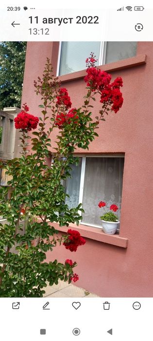 Индийски люляк/Лагерстемия/