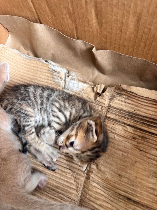 Pisici pentru adopție GRATIS