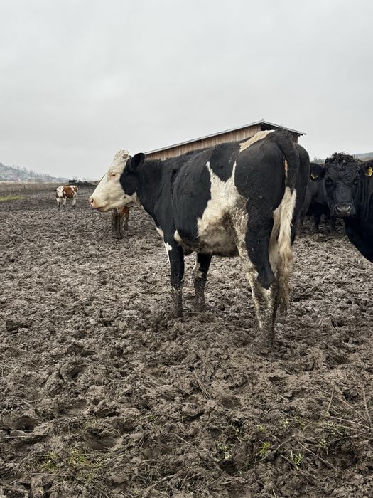 Juninci cu gestația de 8 luni