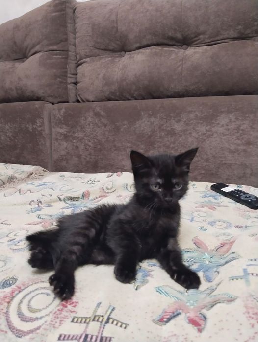 Отдам котёнка девочку