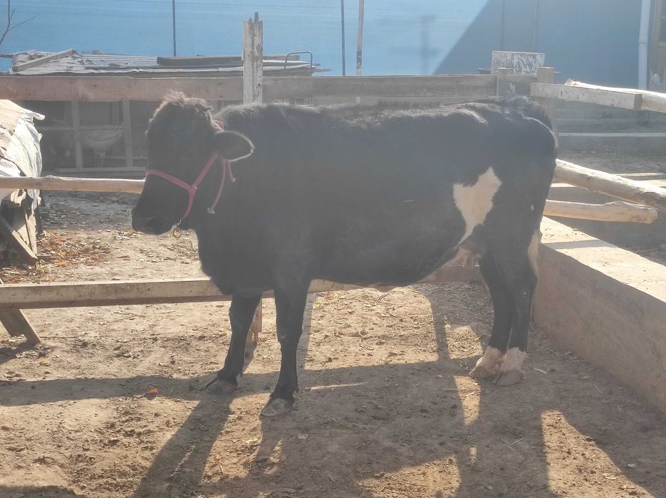 Sigir 8.5 oy li bug'oz