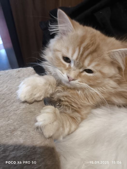Котята чистокровные шотландские