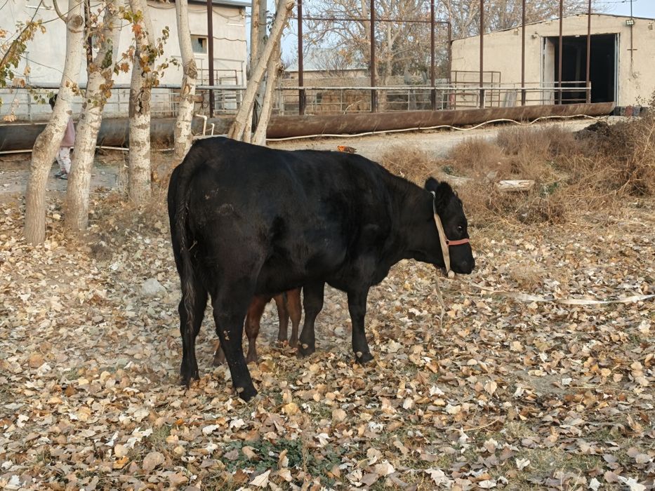 она бола ангус биринчи қорин