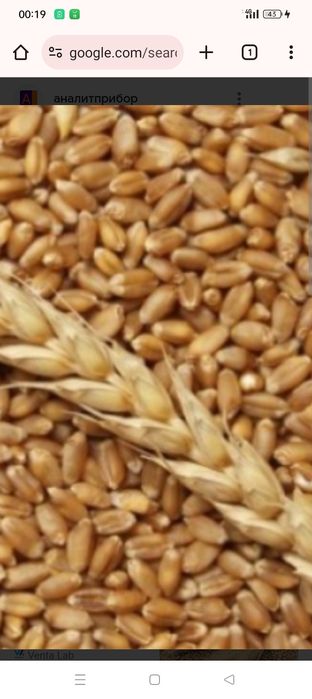 Пшеница фуражная ,кормовая