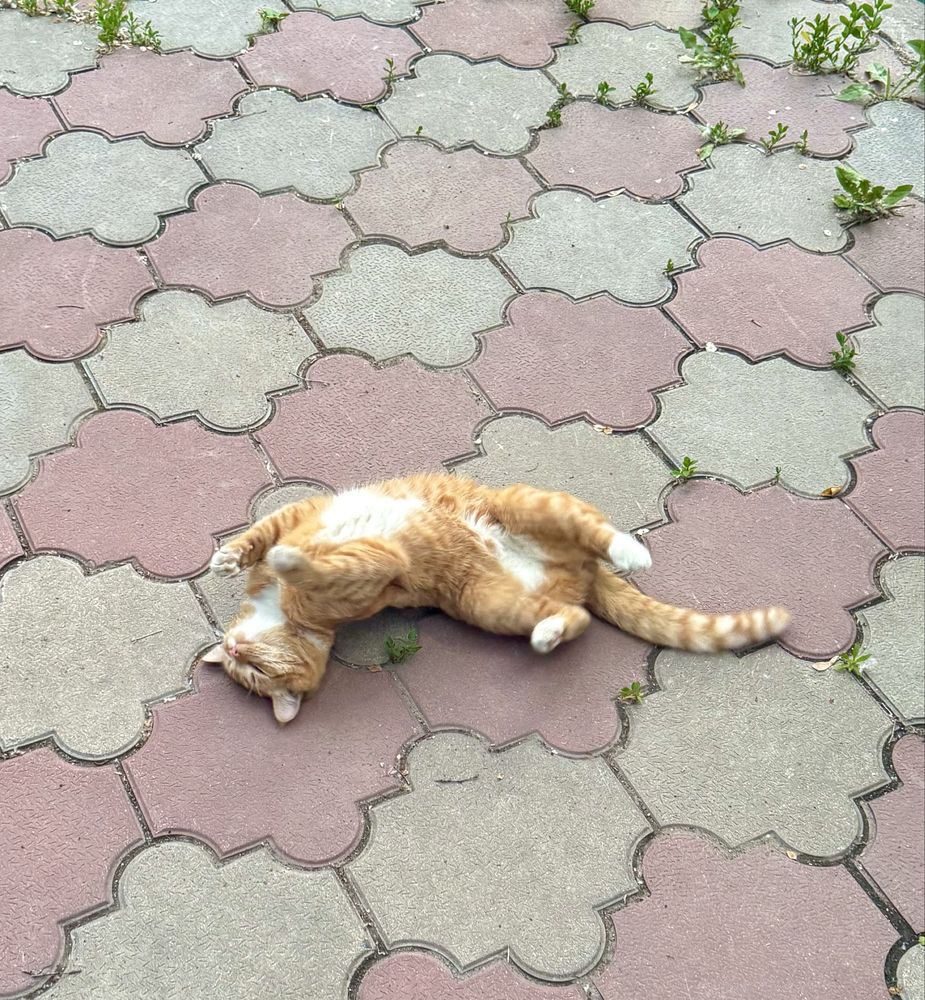 Котик в сапогах ищет дом!