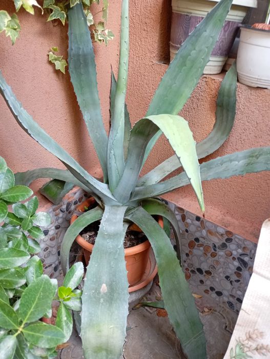 Agave americana