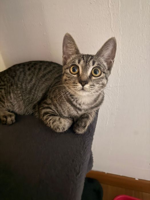 Котенок в хорошие руки. Бесплатно