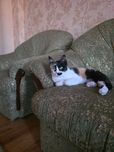 Пристраивает трёхцветная кошечка.