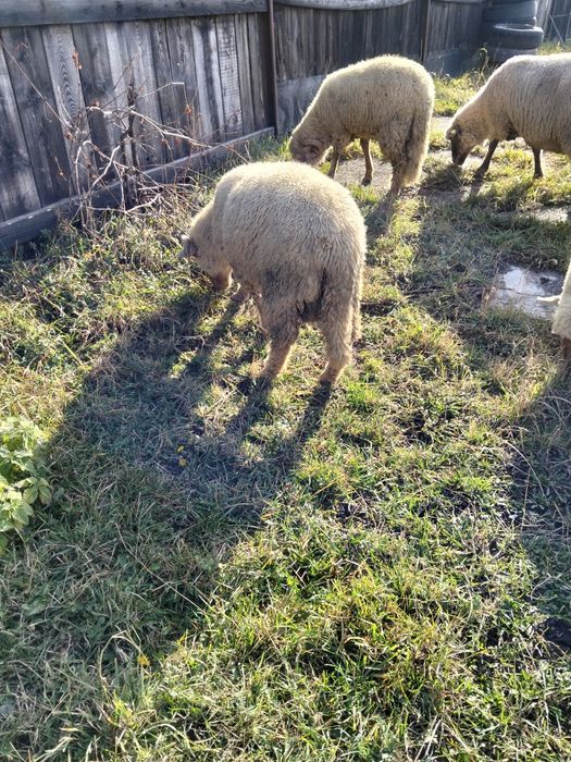 Cârlani de vânzare.