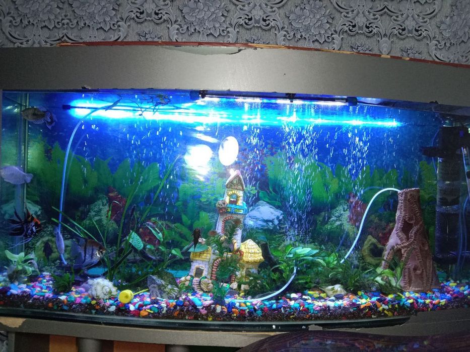 Продаётся готовый аквариум — полноценный подводный мир у вас дома!