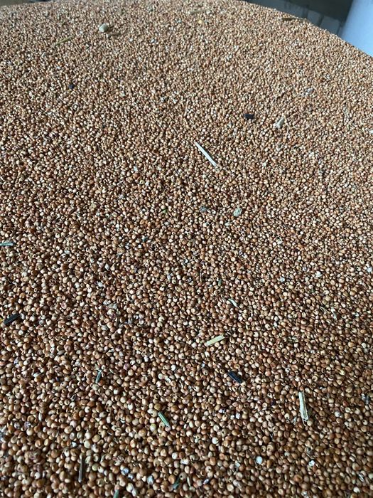 Grau de samanta si consum,orz,porumb