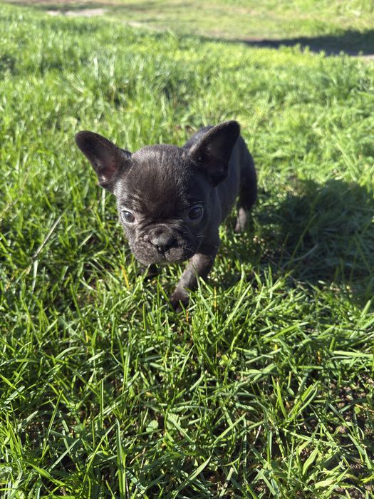 Малки Кученца / Френски Булдог