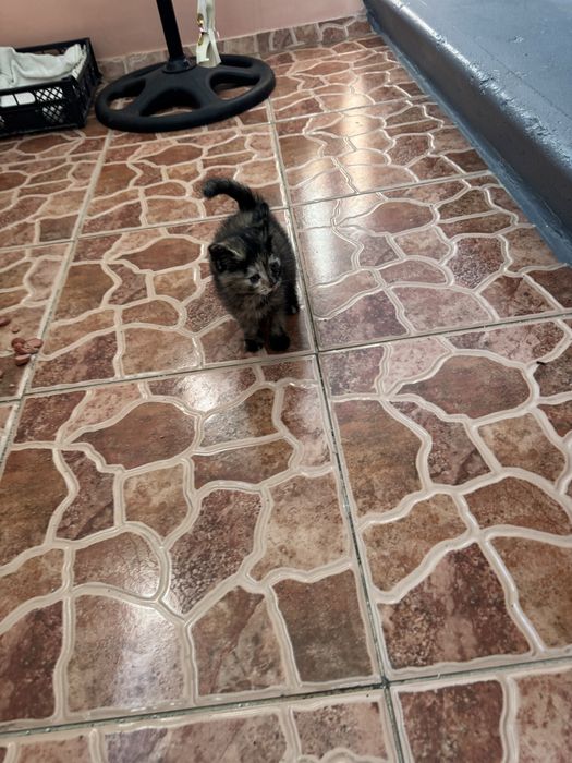 Бесплатно в добрые руки котенок остался 1