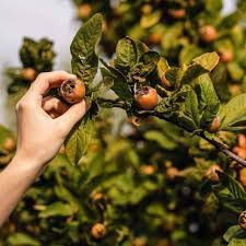 Pomi Fructiferi Deosebiți (Mosmon )