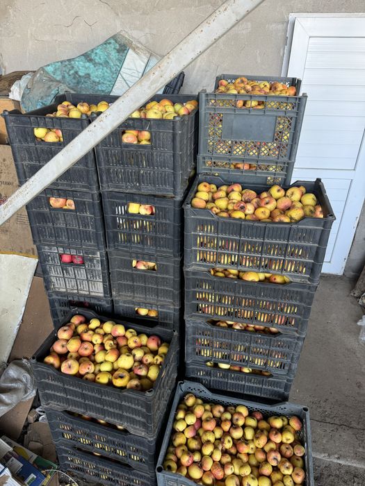 Яблоки 3 сорт продам