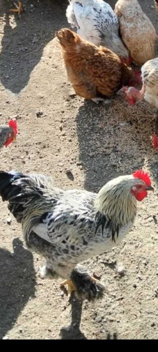 Cocoșii de vânzare .