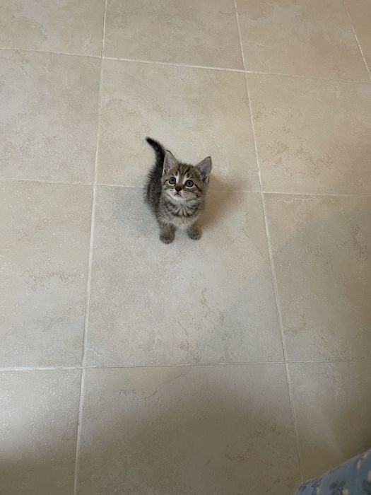 Котенок котенок котенок