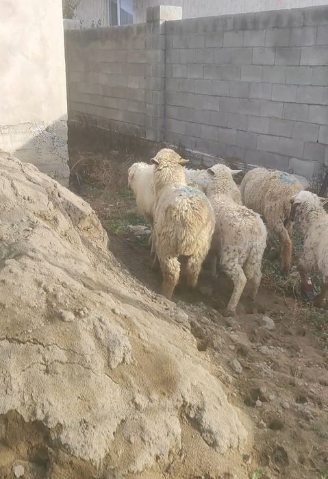 Токты токтушки козы