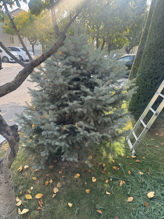 Galuboy yel kasali yoq yaxshi holatda bo'yi 2 metr  holati zor