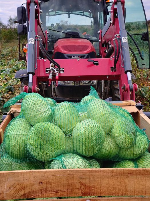 Varza verde proaspătă
