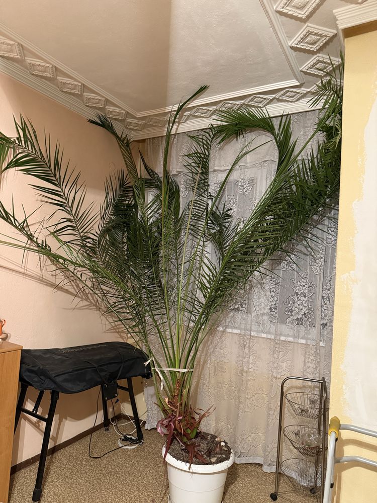 Палма 30 годишна в саксия