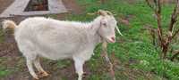 Продам срочно молочная коза она рожает по 3 штука