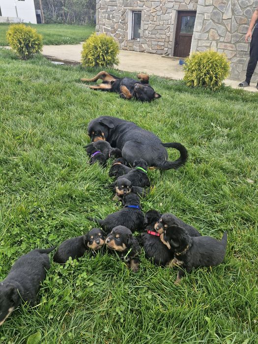 Бебета ротвайлерчета