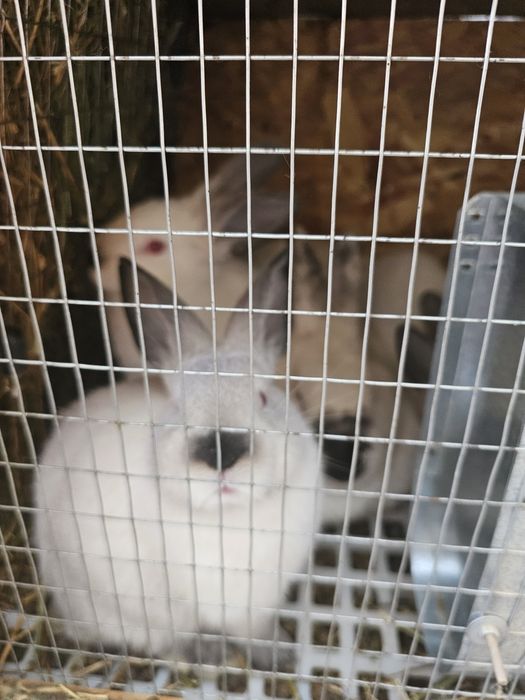 Кролики калифорнийские евро