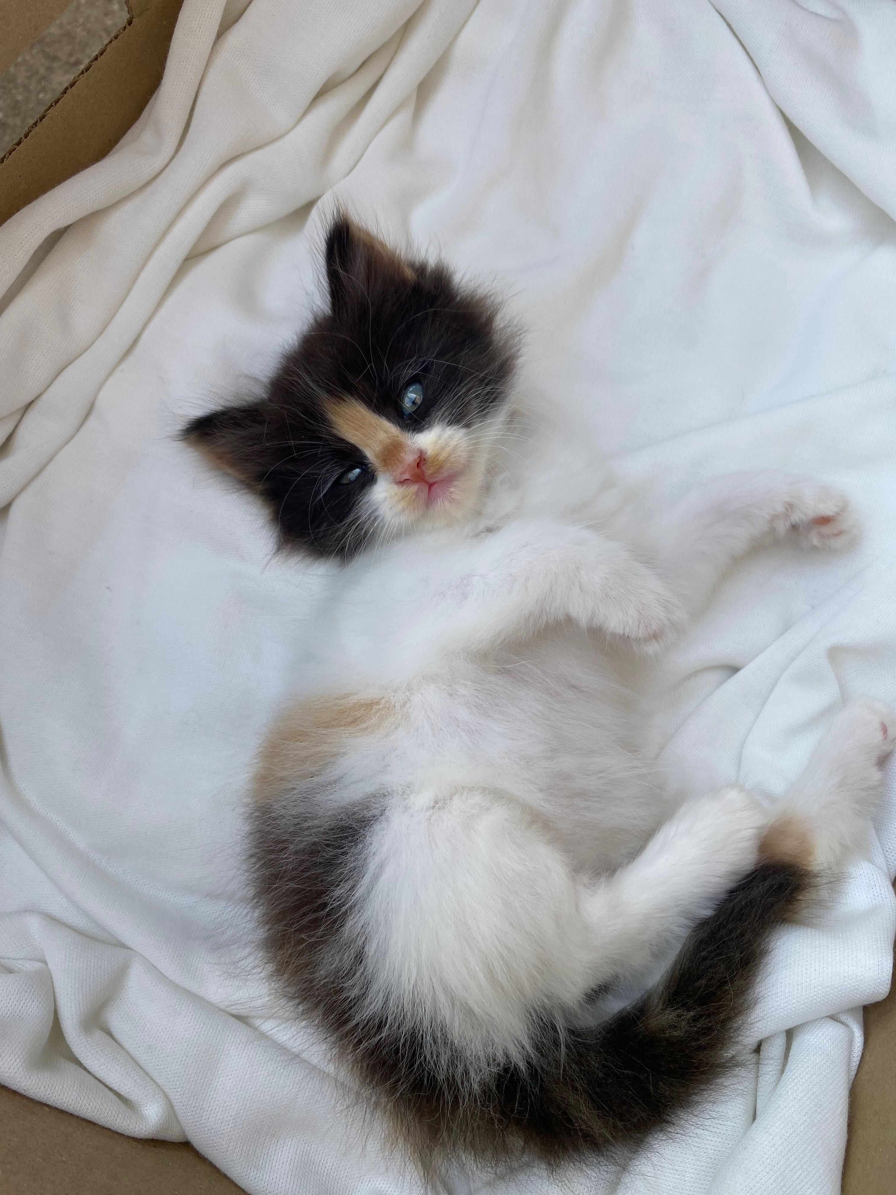 Бебенца котета на един месец момичета