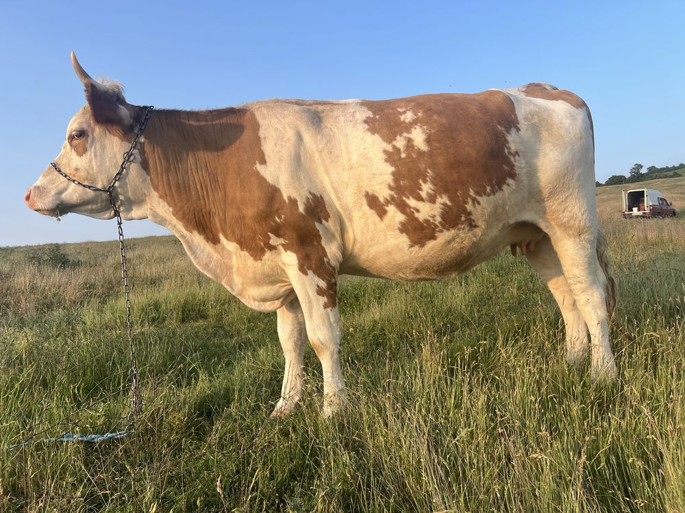 Vaca de vanzare